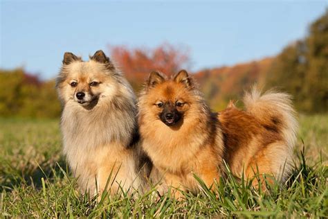 German Spitz Klein Dog Breed Information Images Characteristics Health