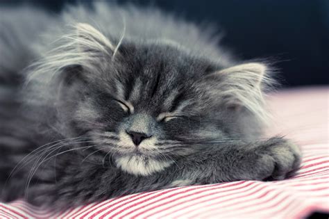 Download Wallpapers Sleeping Cat Gray Fluffy Cat Pets Cute Animals