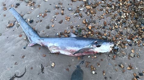 Useless Child Shark That Washed Up On Uk Seashore Was Doubtless Aborted