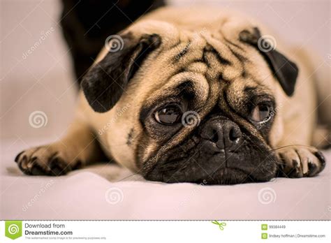 Pug Dog Looking Sad Lying Down Stock Image Image Of Pink