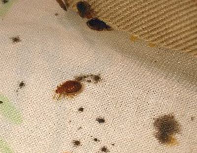 Early detection and treatment are critical to successful control. Bed Bug Bites: Pictures, Patterns, Symptoms and Remedy