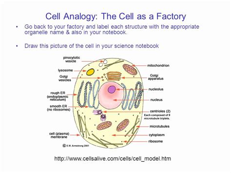 This enhanced visual instructional tool assists in grasping and retaining the names of the cell parts like mitochondrion, vacuole, nucleus and more with ease. Cells Alive Plant Cell Worksheet Answer Key