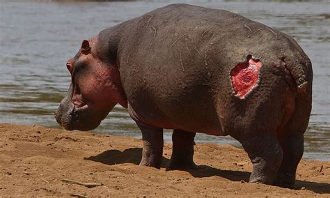 Hippopotamus The Amazing Facts About The River Horse