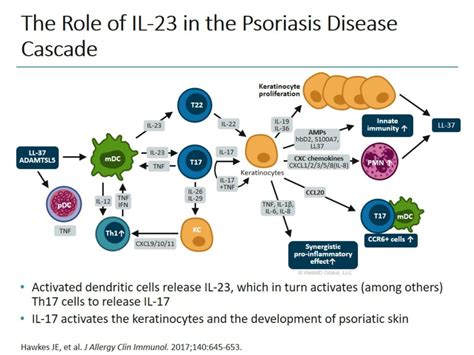 Ppt Understanding How Il 23p19 Inhibitors Work In Psoriasis