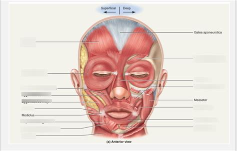Muscles Of Facial Expression Labeling Diagram Quizlet
