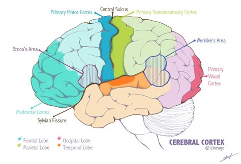 The Connection Of Point Brain Computer Interface — The Cerebral Cortex