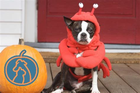 Halloween Costume Dog Parade Set For Saturday Fairfield Ct Patch