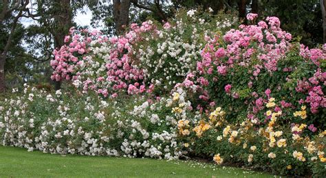 Our Display Garden Shop Treloar Roses Premium Roses For Australian
