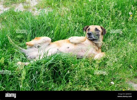Dog Lying On The Green Grass Dog Without Owner Stock Photo Alamy