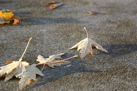 Autumn Leaves On Concrete 2 Free Photo Download Freeimages