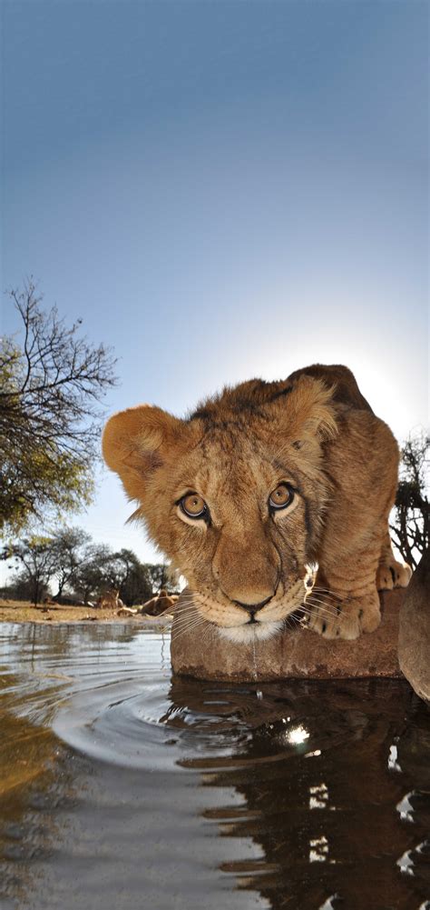 South Africa Discover Amazing Wildlife And Beautiful Scenery