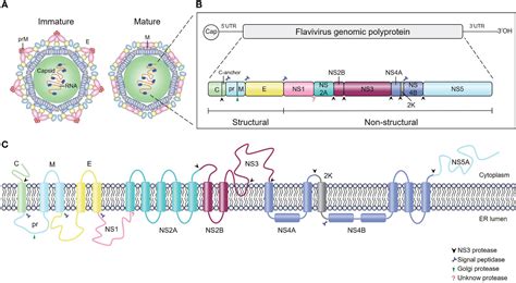 Frontiers Secretory Pathways And Multiple Functions Of Nonstructural