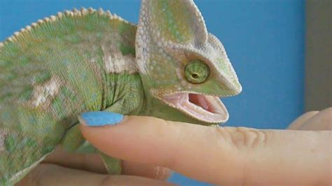 What To Do If A Chameleon Bites You Mypetcarejoy