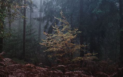 Download Wallpaper 3840x2400 Forest Trees Fog Leaves Gloomy 4k