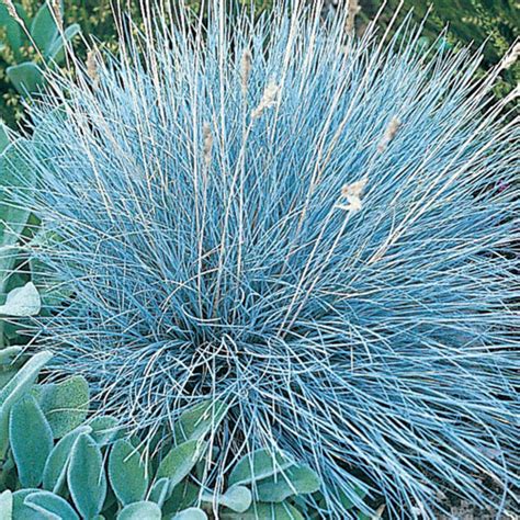 50 Seeds Blue Fescue Ornamental Grass Seeds Beautiful Etsy