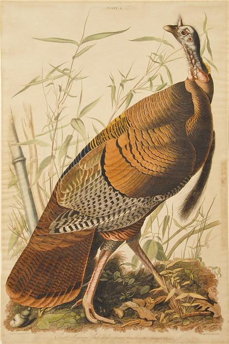 sold at auction william home lizars john james audubon 1785 1851 by william home lizars