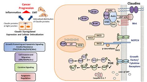 Tight Junction Proteins And Signaling Pathways In Cancer And