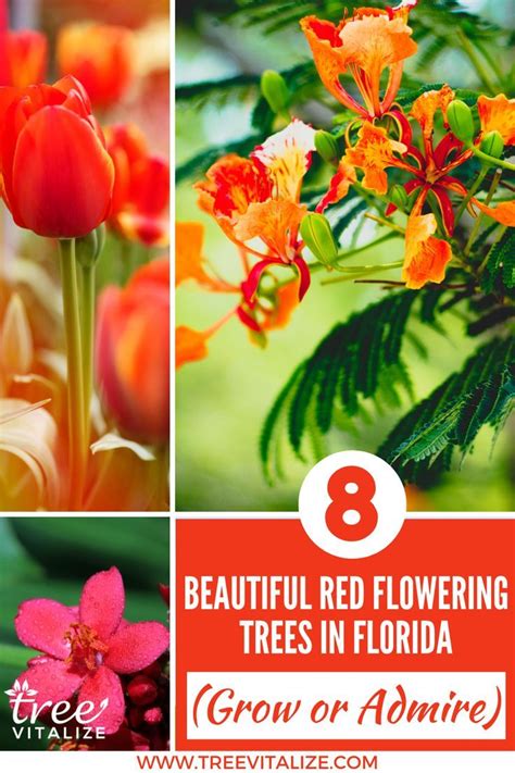 8 Beautiful Red Flowering Trees In Florida Grow Or Admire In 2022