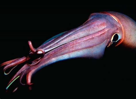 Giant Squids: Find out about their characteristics and much more