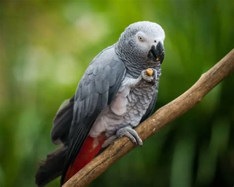 Parrotphernalia Parrots And Birds At Hoo Farm