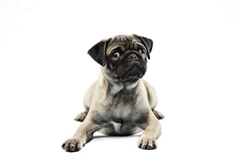 Animals Dogs Pugs White Background 1920x1278 Wallpaper
