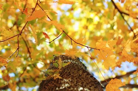 3 Most Common Types Of Maple Trees In Nova Scotia Progardentips