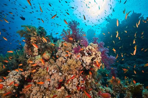 Coral In The Gulf Of Aqaba Is Thriving Despite Rising Sea Temperatures