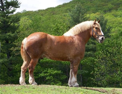 Zeus Largest Horse In The World Horses Big Horses Draft Horses