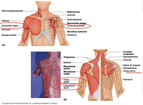 Chest And Back Muscles Diagram Quizlet