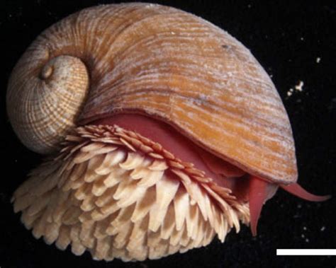 Deep Sea Snail On The Red List Of Threatened Species For The First Time