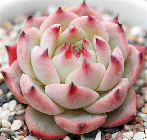 Echeveria Colorata Etsy