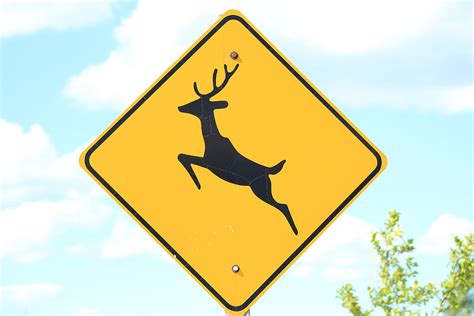 Deer Crossing Road Sign Photograph By Robert Hamm