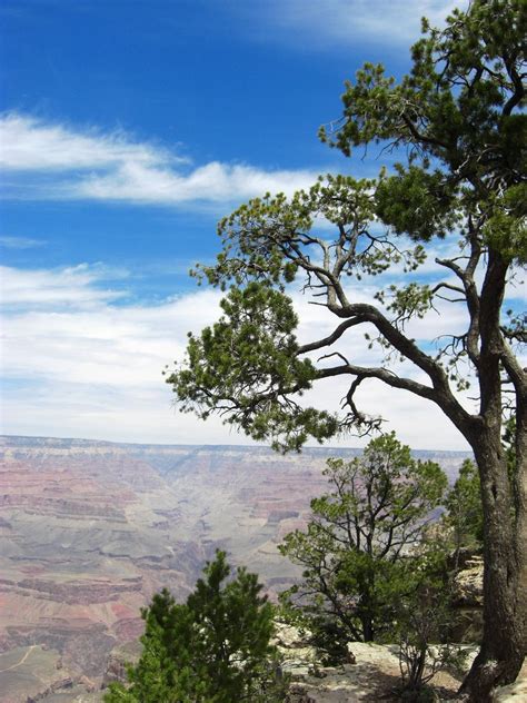 Free Trees At The Grand Canyon Stock Photo