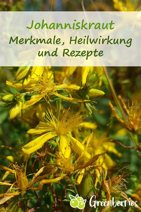 Maybe you would like to learn more about one of these? Johanniskraut - Merkmale, Heilwirkung und Rezepte in 2020 ...