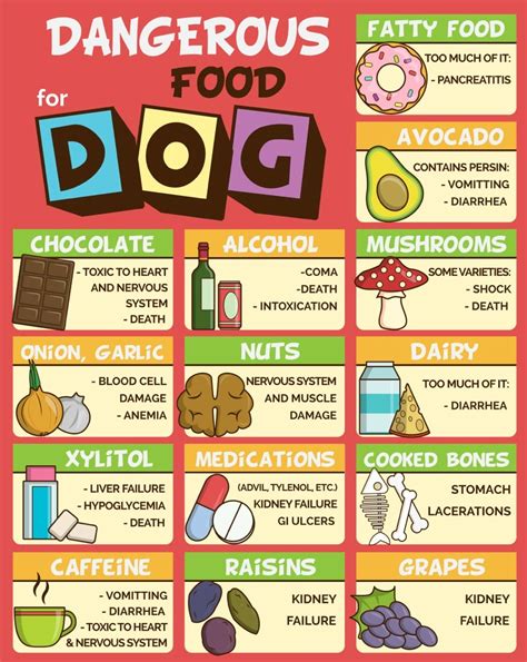 Can you feed your dog human food 3 million dogs. Foods Dogs Should NOT Eat To Ensure A Long Healthy Life