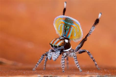Amazing Peacock Spider Of Australia Very Beautiful And Colorful Most Unbelievable And Amazing