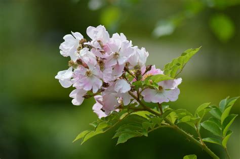 Free Images Nature Branch Blossom Leaf Flower Petal Green