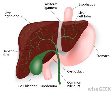 The liver has structural characteristics that are not found in any other internal organ of the human body. What Is Duodenal Mucosa? (with pictures)