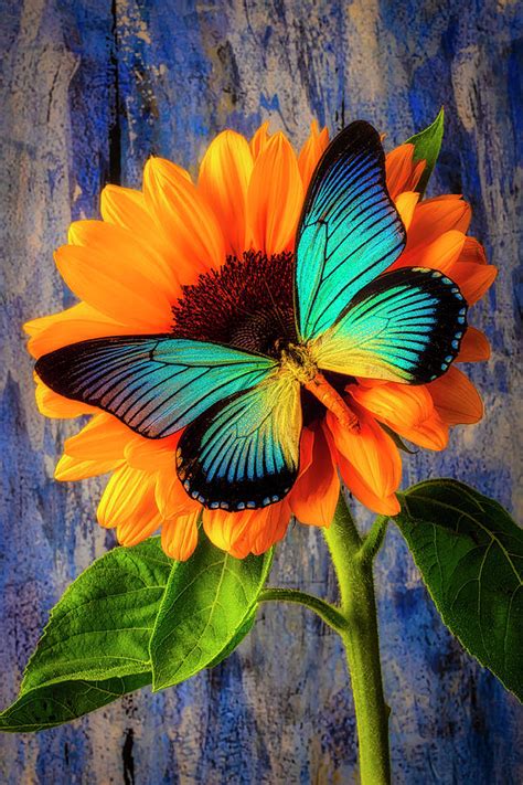 Big Blue Butterfly On Sunflower Photograph By Garry Gay Pixels