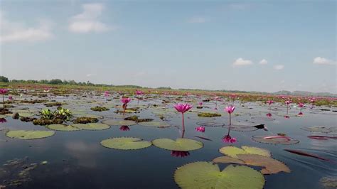 Spectacular Lotus Lake In Phatthalung Thailand Youtube