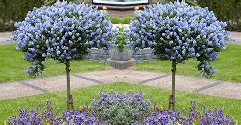 Hardy Ceanothus Standard Californian Lilac California Lilac Lilac