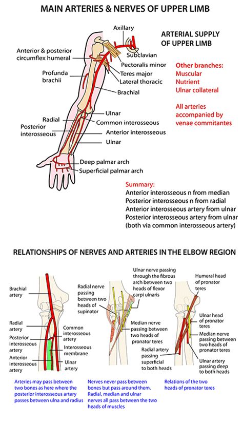 Instant Anatomy Upper Limb Nerves Nerve Lesions Upper Brachial Sexiz Pix