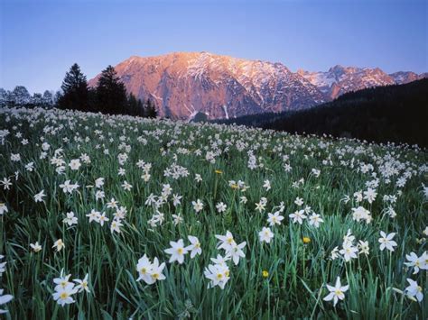 Download 2560x1920 Daffodil Flowerbed Austria White Flowers
