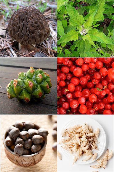 Edible Wild Plants And Mushrooms Recipes And Guides