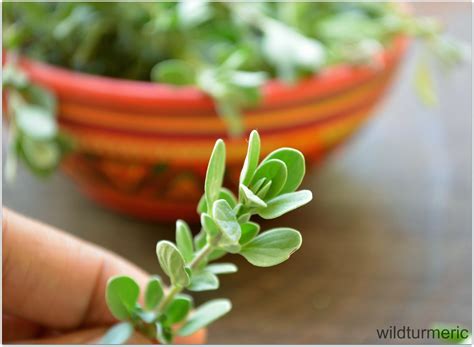 Maybe you would like to learn more about one of these? 6 Top Benefits & Uses of Marjoram For Health, Skin & Hair ...