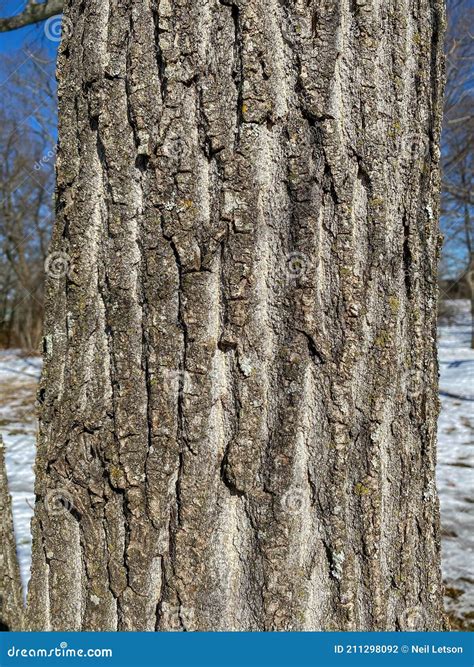 Tree Identification Eastern Cottonwood Poplus Deltoides Stock Photo