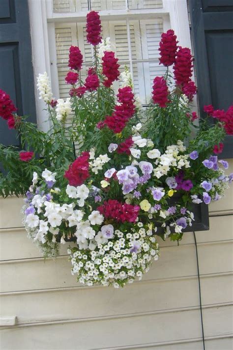 Best Flowers For Window Boxes Morning Sun 20 Window Box Flower Ideas