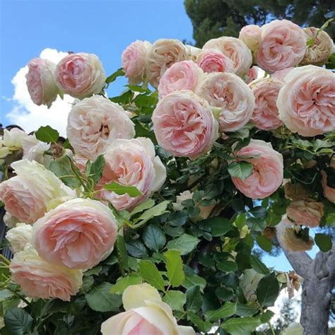 Pierre De Ronsard Eden Rose Róża Pnąca Famous Roses World