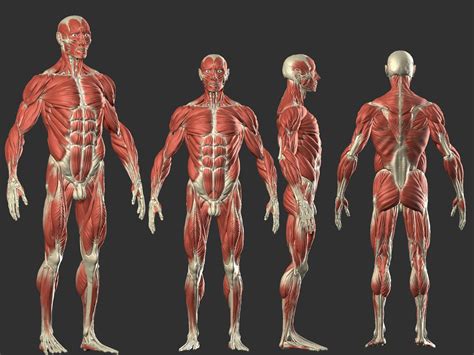 Human Body Muscles Human Muscle Anatomy Human Anatomy Art Human The