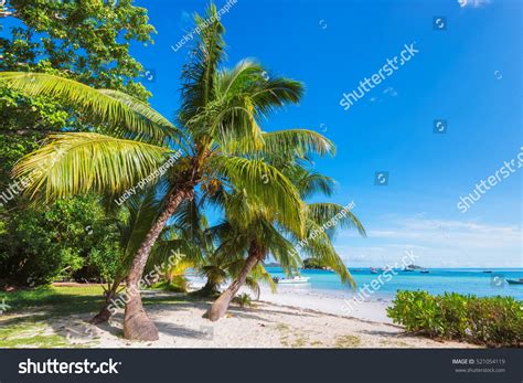 Tropical Island Stock Photo 521054119 Shutterstock